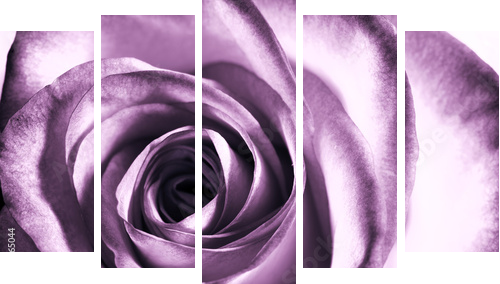 Fioletowa róża - Obraz pięcioczęściowy, Pentaptyk