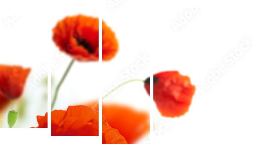 kwiatowy wzór, kwiaty ozdobne, granica maków - narożnik - Obraz pięcioczęściowy, Pentaptyk