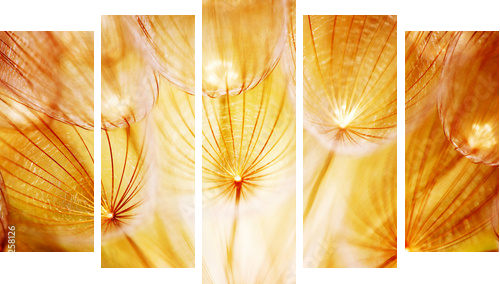 Miękki dandelion kwiat - Obraz pięcioczęściowy, Pentaptyk