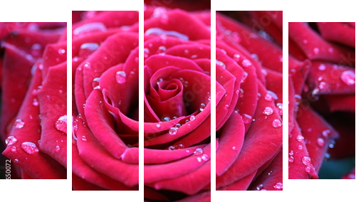Czerwona róża z rosą - Obraz pięcioczęściowy, Pentaptyk