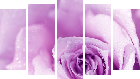 Purpurowy mokry różany tło - Obraz pięcioczęściowy, Pentaptyk