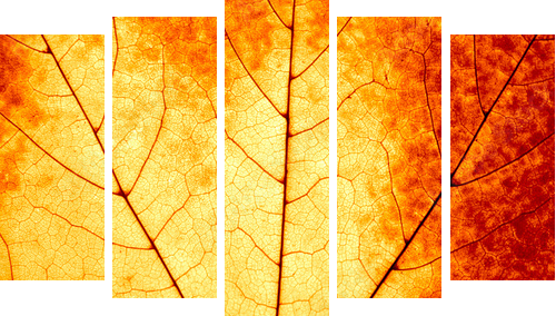 Jesienny tło - makro kolorowy liść klonowy - Obraz pięcioczęściowy, Pentaptyk