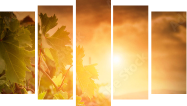 Winnica w jesiennych zbiorów - Obraz pięcioczęściowy, Pentaptyk