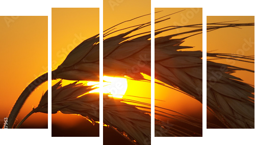 Zachód słońca zza zbożowych kłosów - Obraz pięcioczęściowy, Pentaptyk