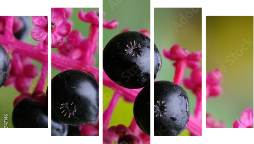 Phytolacca americana - Obraz pięcioczęściowy, Pentaptyk