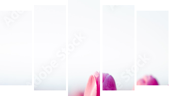 piękne tulipany - Obraz pięcioczęściowy, Pentaptyk