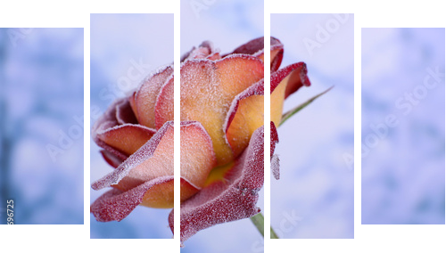 Rose pokryte szron z bliska - Obraz pięcioczęściowy, Pentaptyk