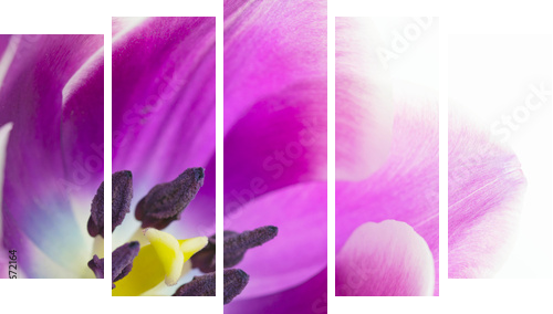 Makro- strzał tulipanowy okwitnięcie - Obraz pięcioczęściowy, Pentaptyk