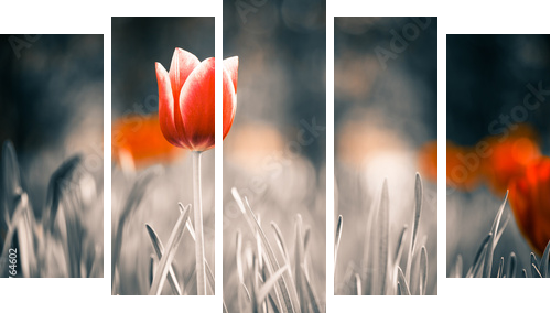 czerwony tulipan kwiat w ogrodzie wiosną - Obraz pięcioczęściowy, Pentaptyk
