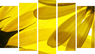 Żółte kwiaty w tle - Obraz pięcioczęściowy, Pentaptyk