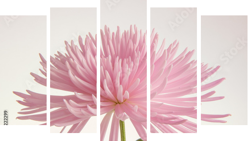 Różowa chryzantema odizolowywająca - Obraz pięcioczęściowy, Pentaptyk