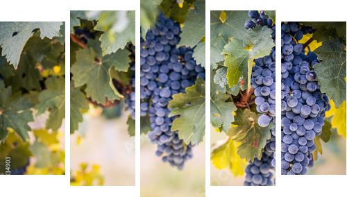 Winogrona na lato winorośli - Obraz pięcioczęściowy, Pentaptyk