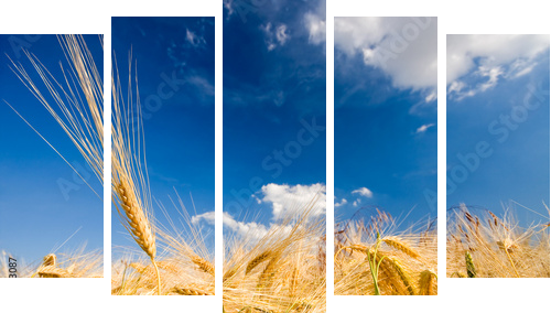Złote kłosy zbóż - letni dzień - Obraz pięcioczęściowy, Pentaptyk
