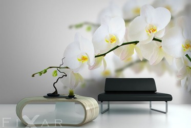 Pod-storczykiem-orchidea-fototapety-fixar